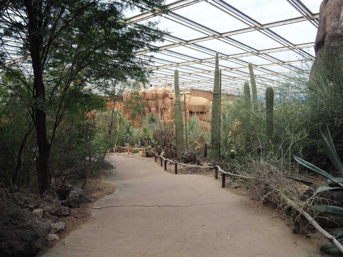 Desert - Walkway and landscape with Saguaro cacti, 2023-10-07
