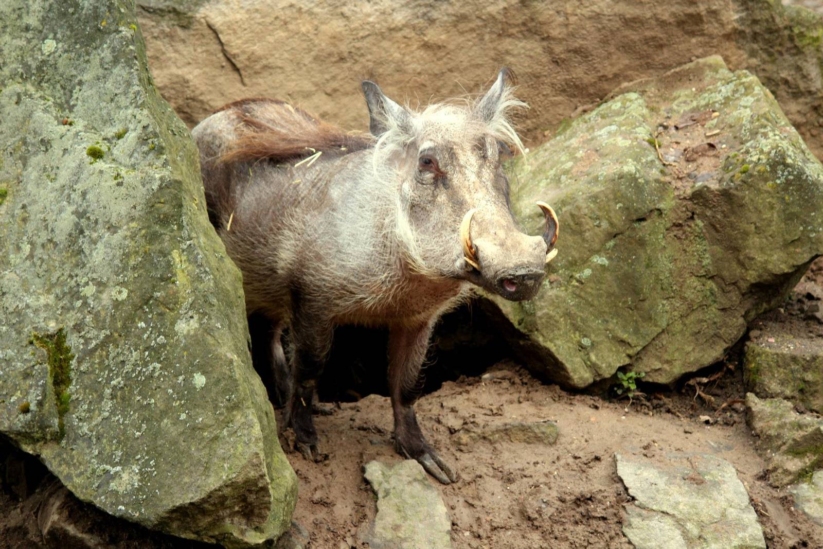 Desert Warthog (Phacochoerus aethiopicus)