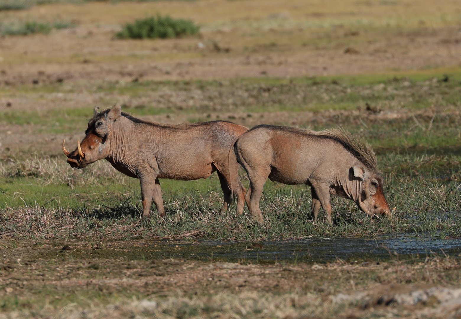 desert warthogs (Phacochoerus aethiopicus)