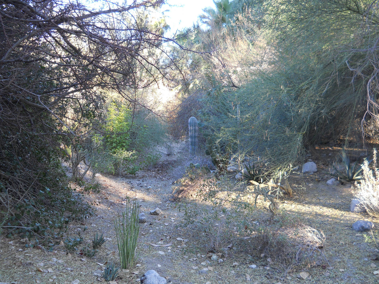 Desert wash garden