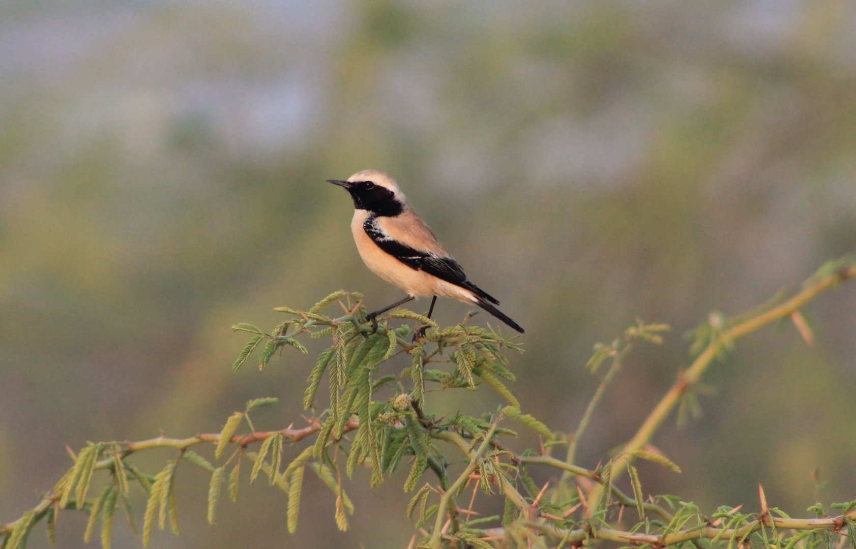 Desert Wheatear (Oenanthe deserti)