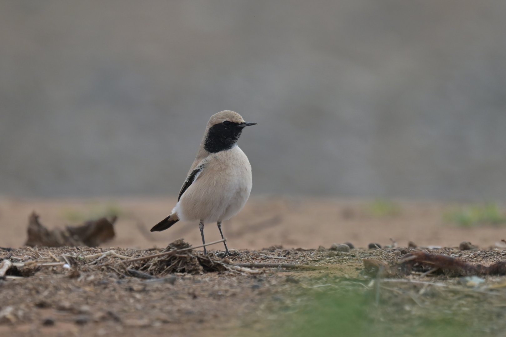 Desert Wheatear Oenanthe deserti