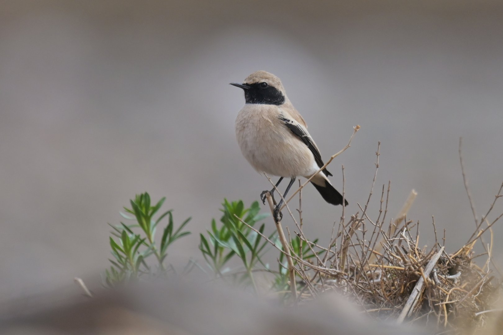 Desert Wheatear Oenanthe deserti