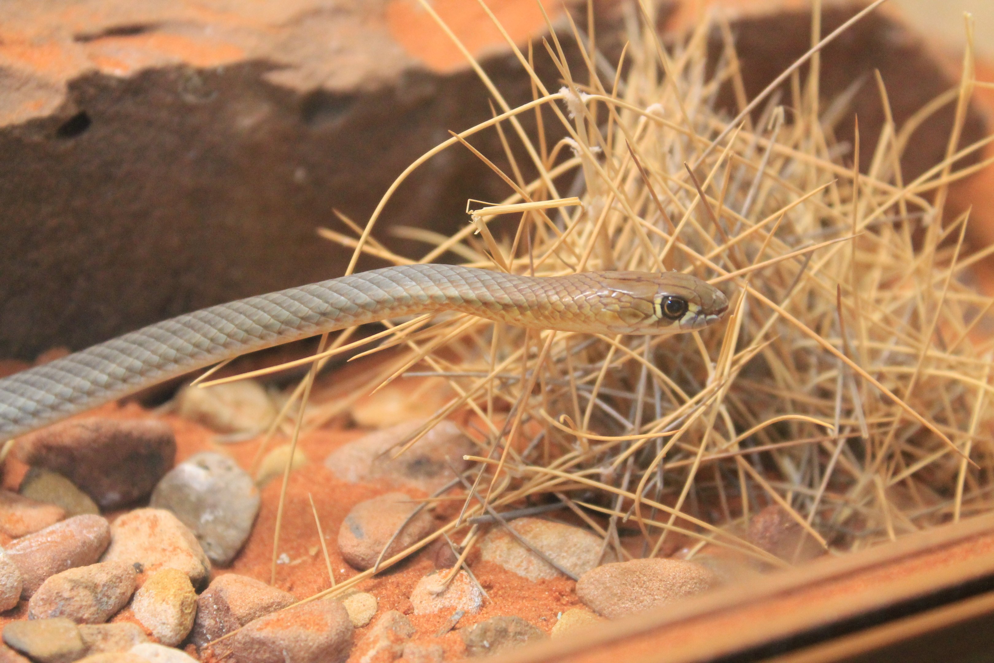 Desert Whip Snake (Demansia cyanochasma)