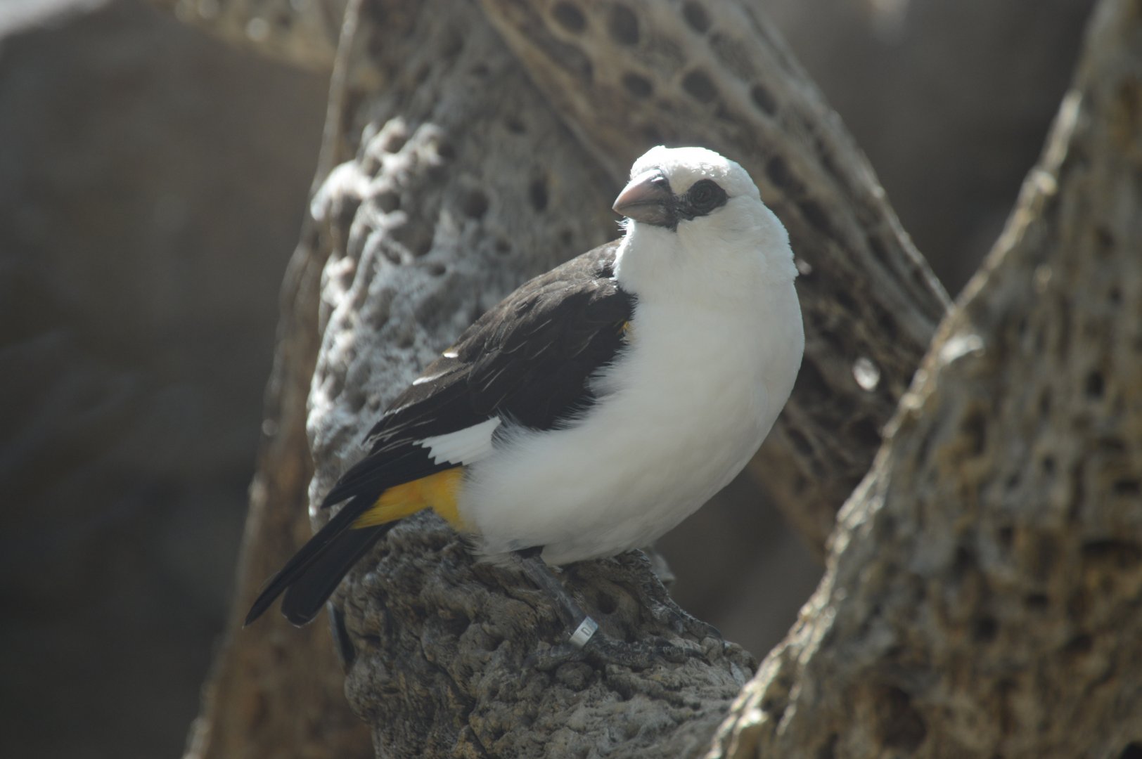 Desert - White-headed Buffalo-Weaver (Dinemellia dinemelli)