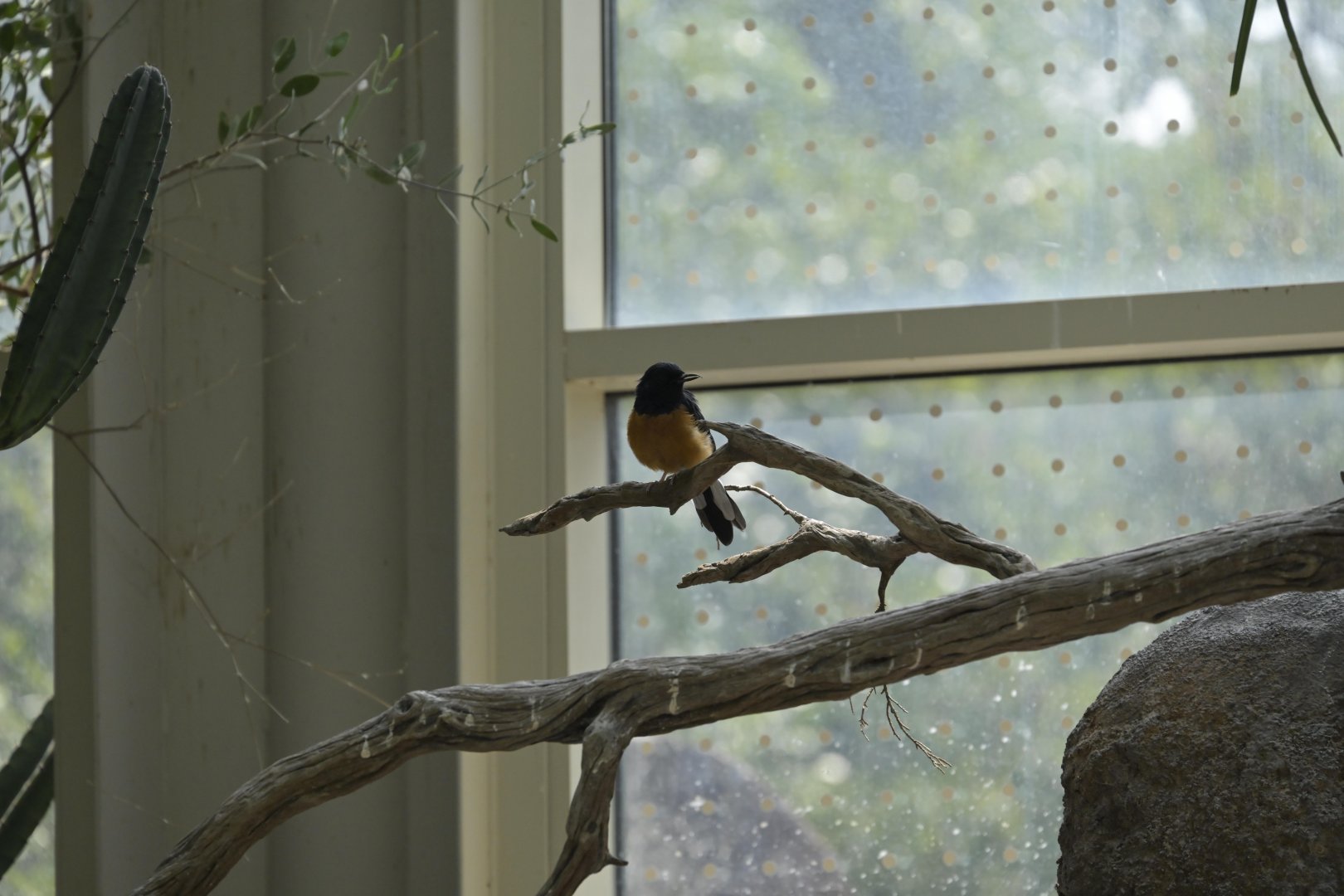 Desert - White-rumped Shama (Copsychus malabaricus)
