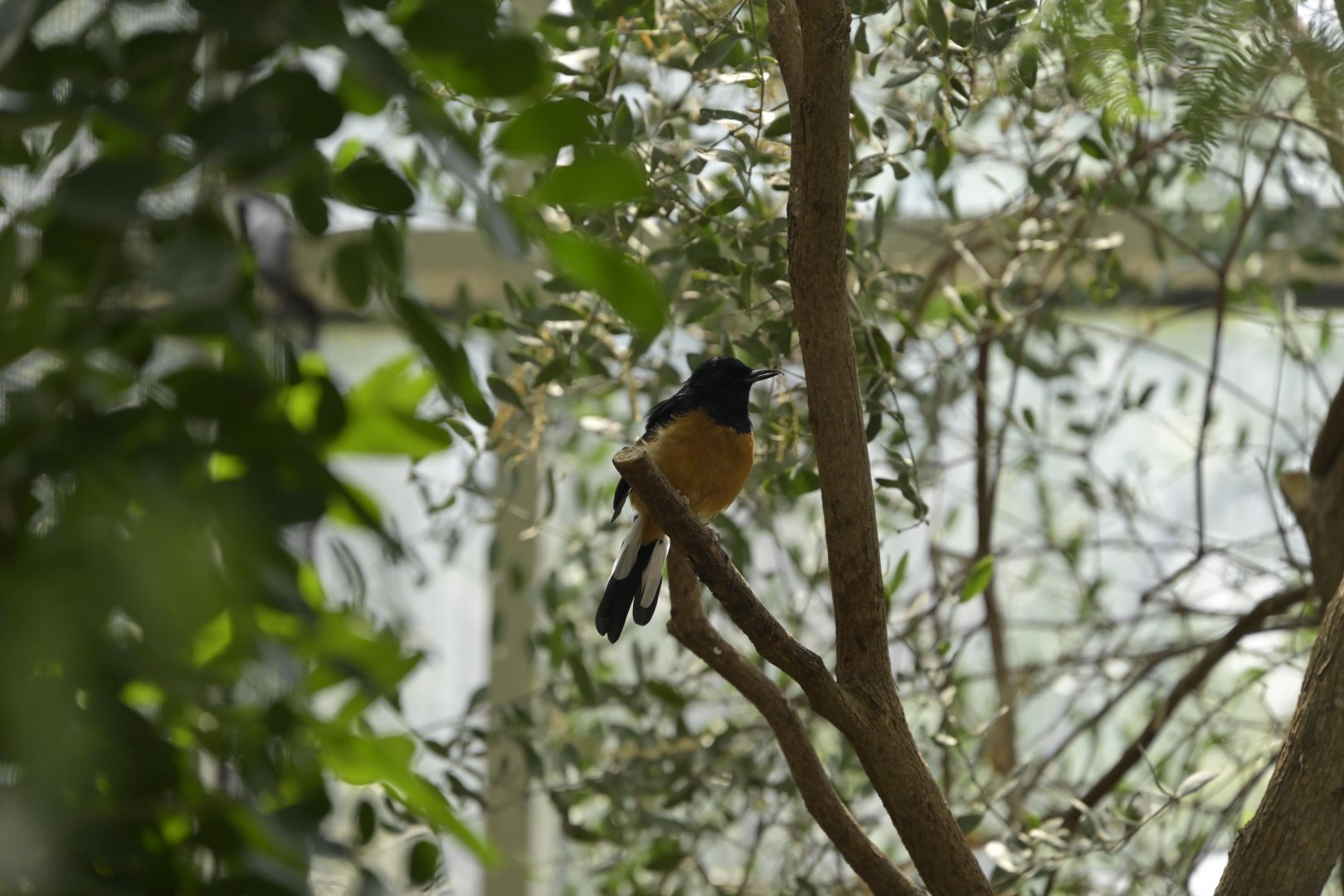 Desert - White-rumped Shama (Copsychus malabaricus)