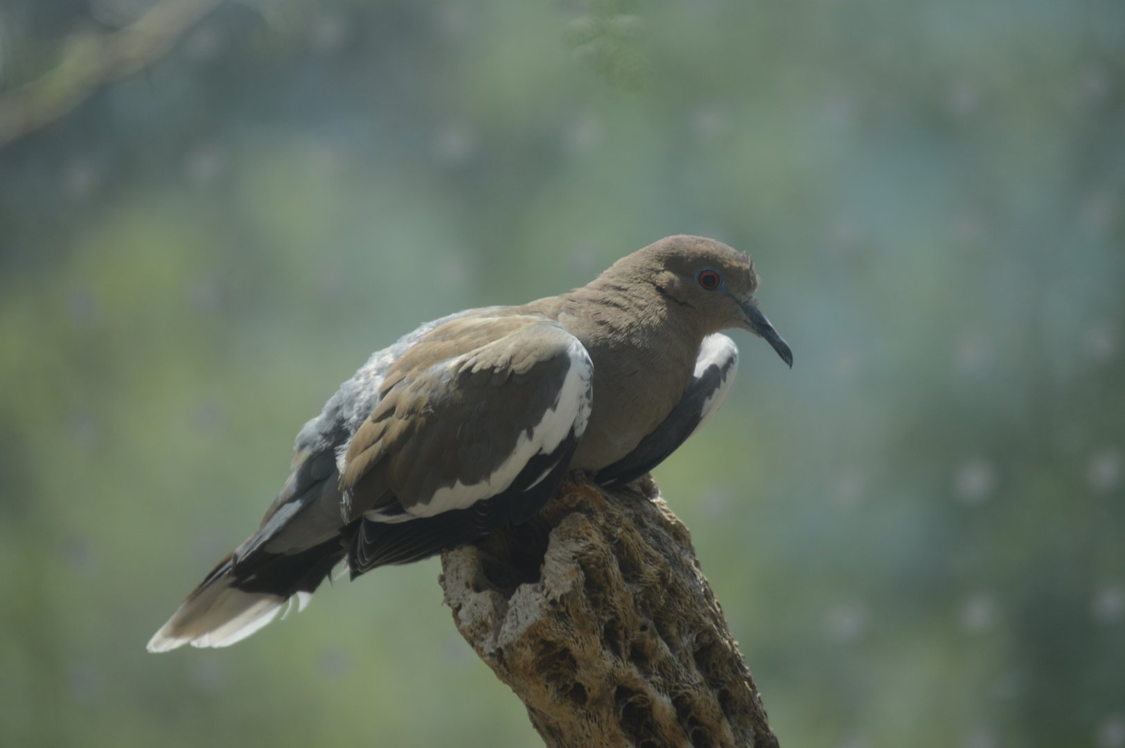 Desert - White-winged Dove (Zenaida asiatica)