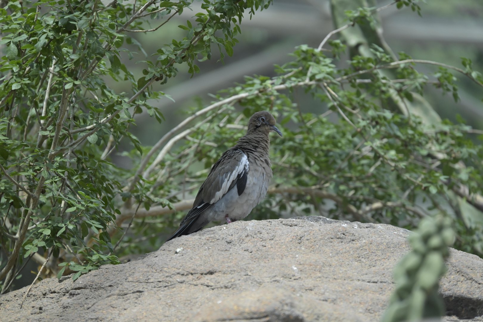 Desert - White-winged Dove (Zenaida asiatica)