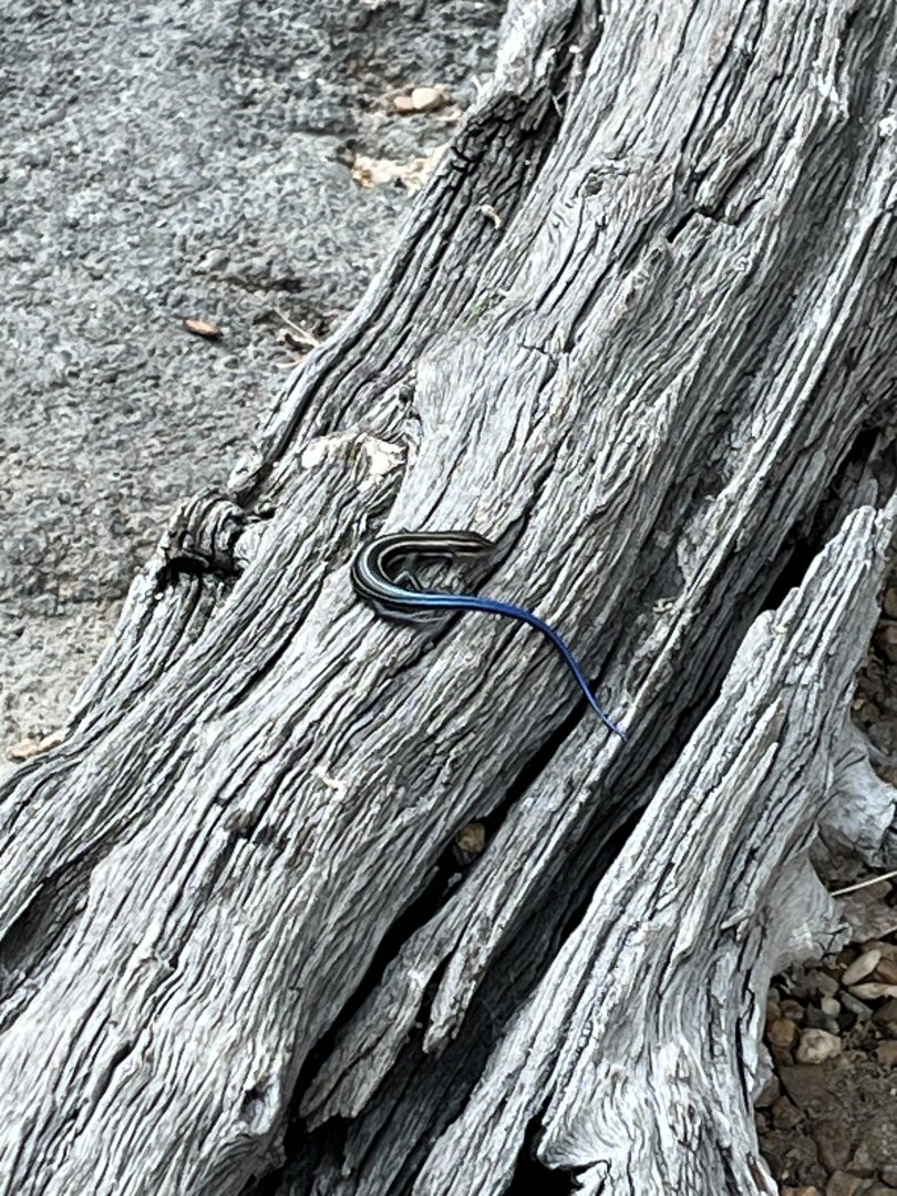 Desert: Wild Skink Indoors