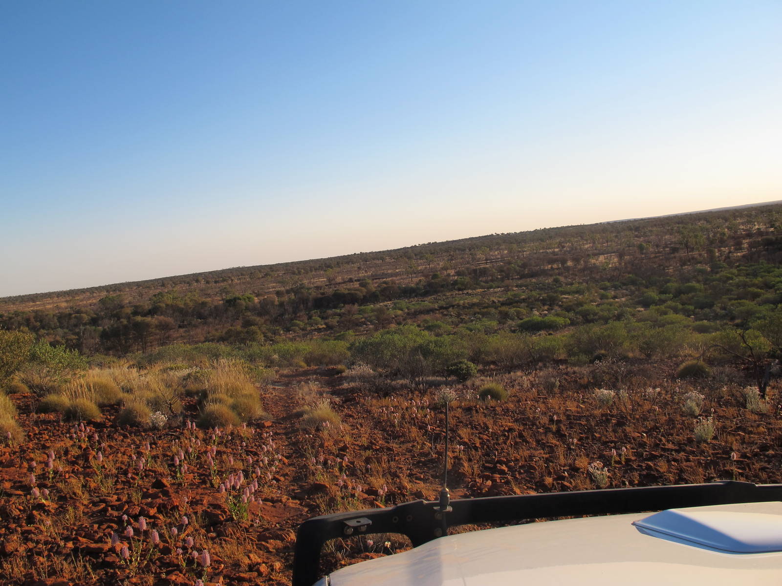Desert Wildflowers, Watarrka National Park, NT