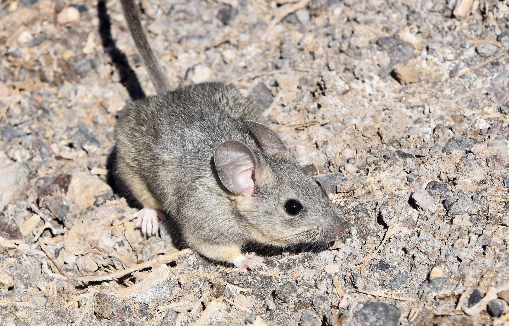 Desert Woodrat (Neotoma lepida)