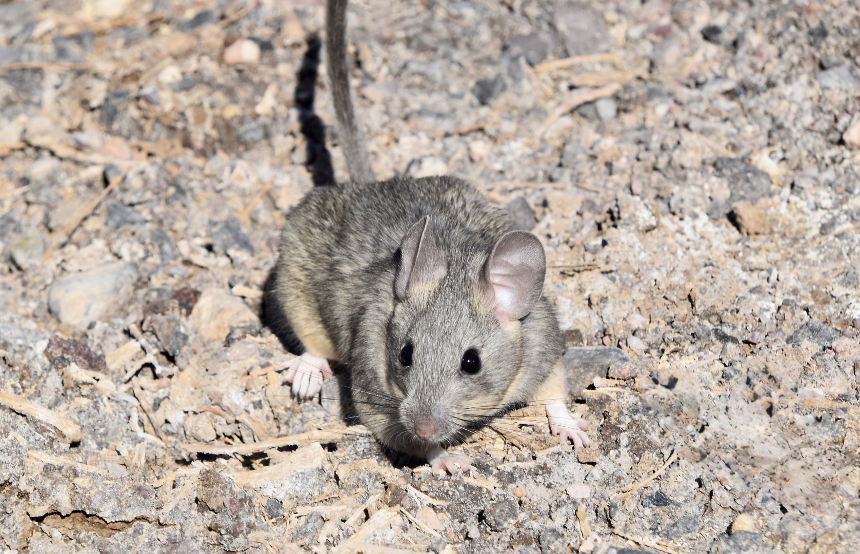 Desert Woodrat (Neotoma lepida)