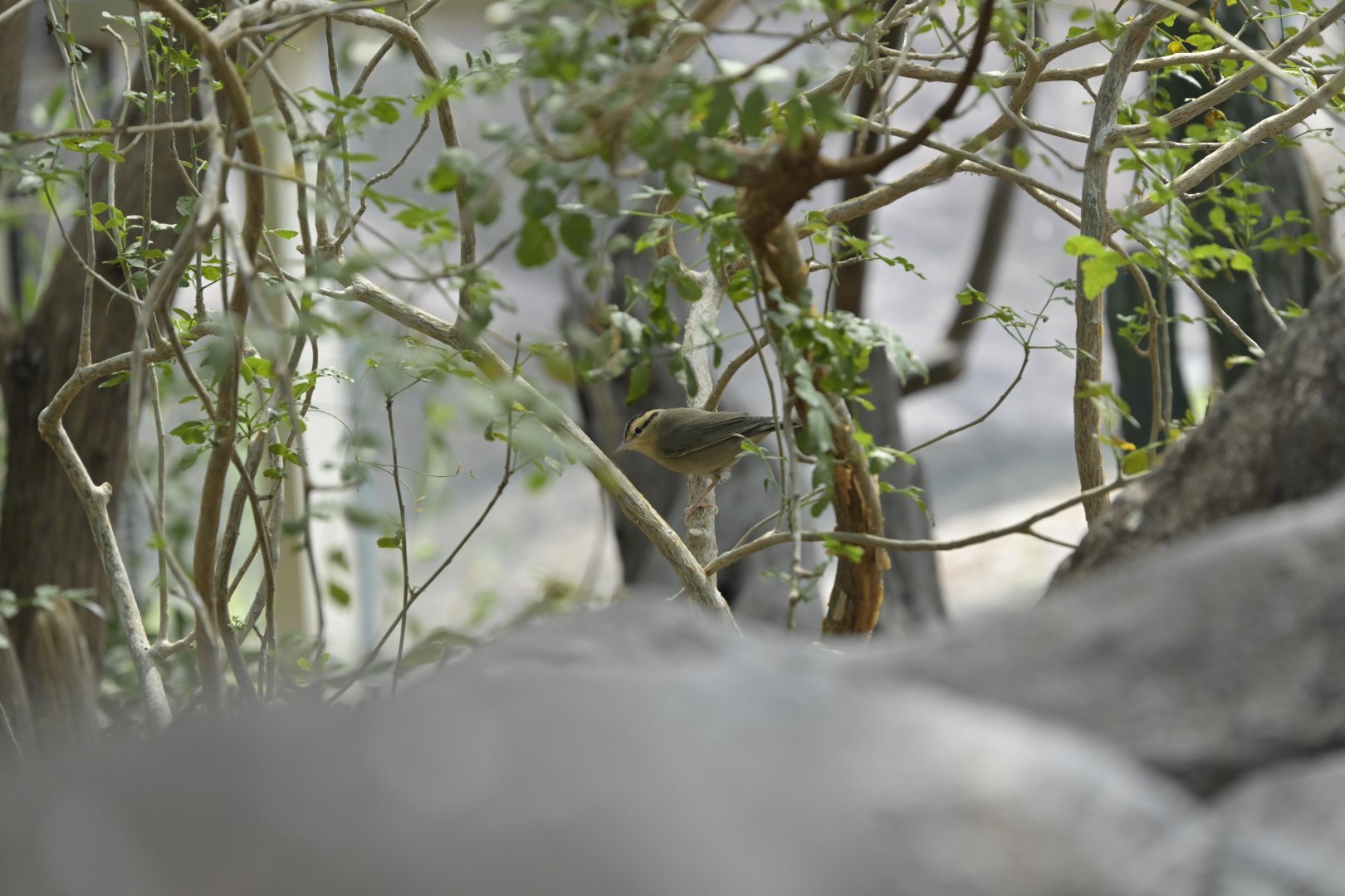 Desert - Worm-eating Warbler (Helmitheros vermivorum)