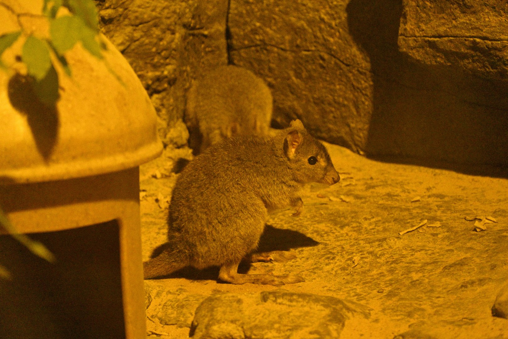 Desert - Woylie (Bettongia penicillata)