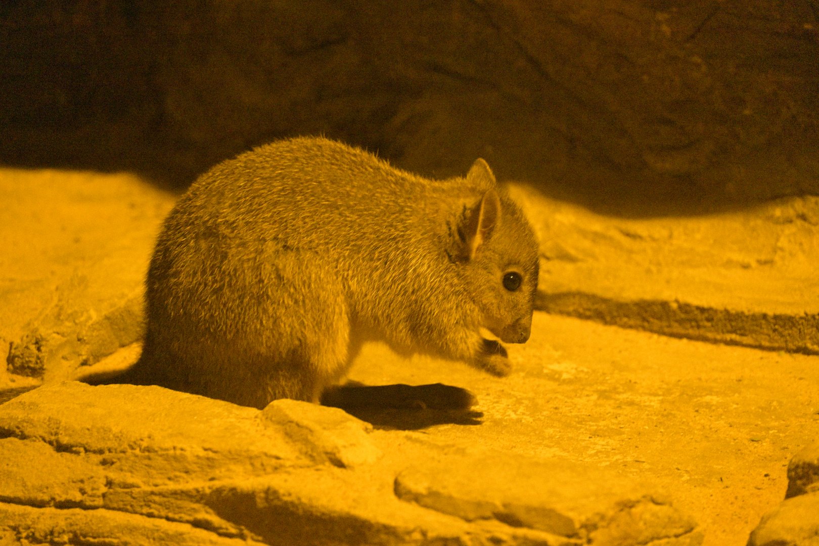 Desert - Woylie (Bettongia penicillata)