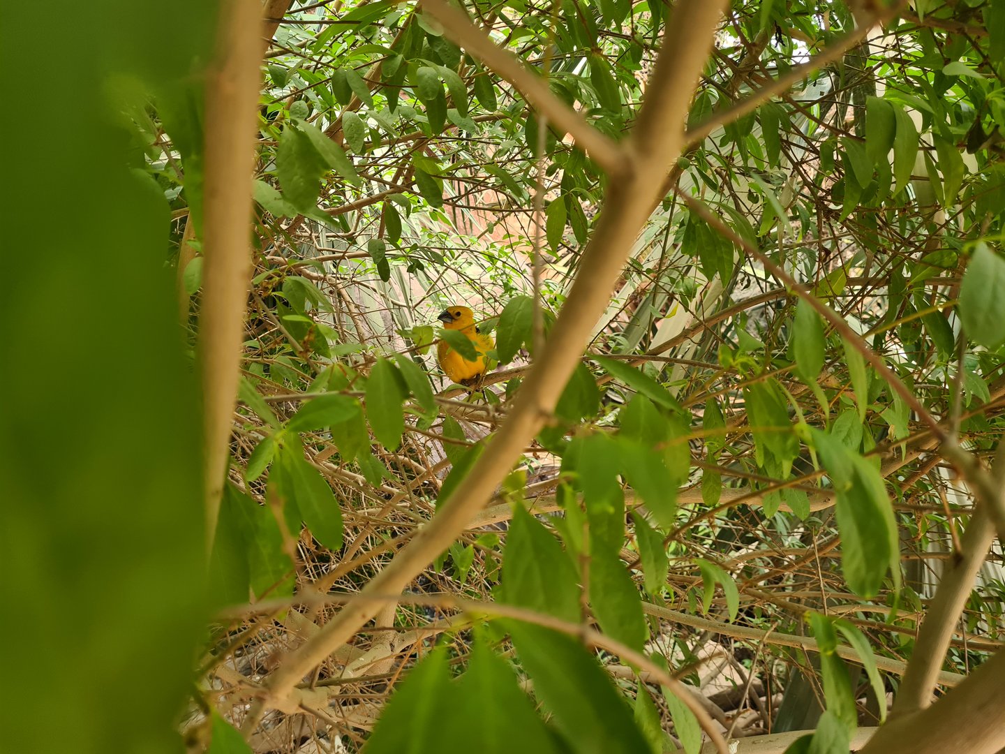 Desert - Yellow grosbeak