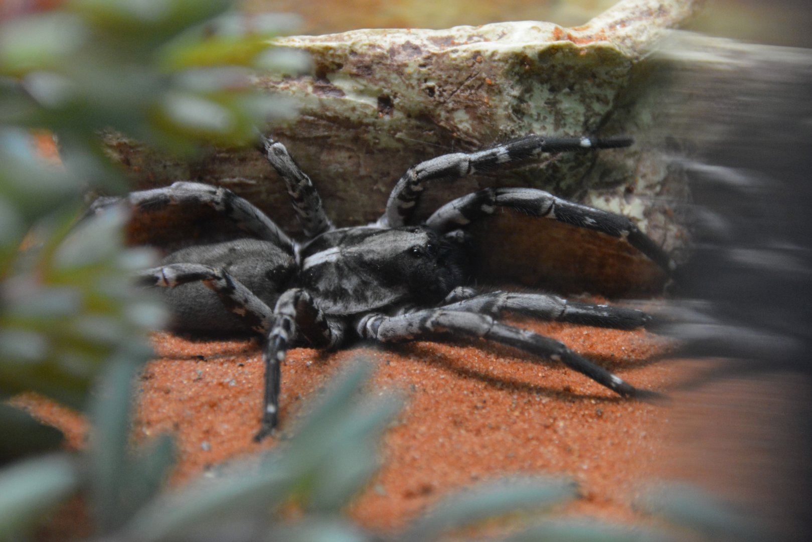 Deserta Grande wolf spider (Hogna ingens)