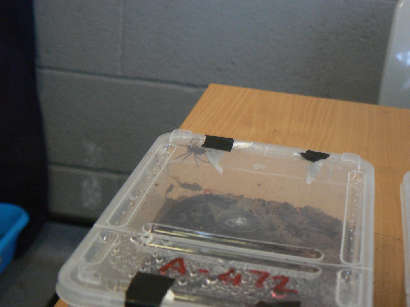 Desertas Wolf Spider - 12 February 2018