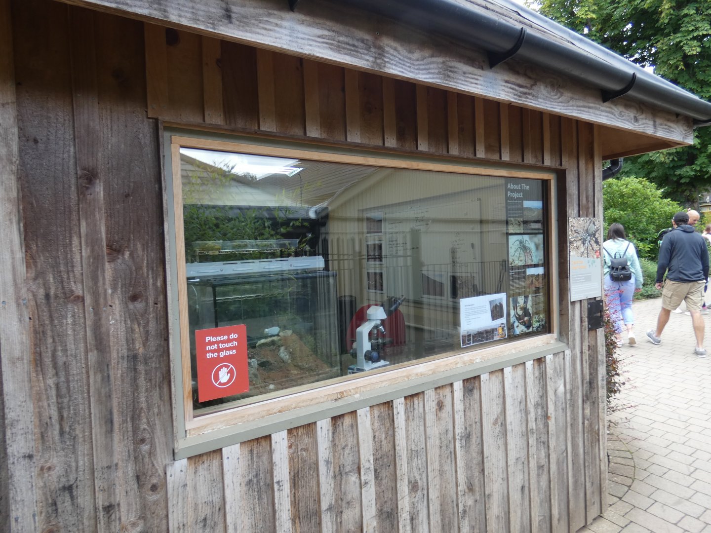 Desertas Wolf Spider display