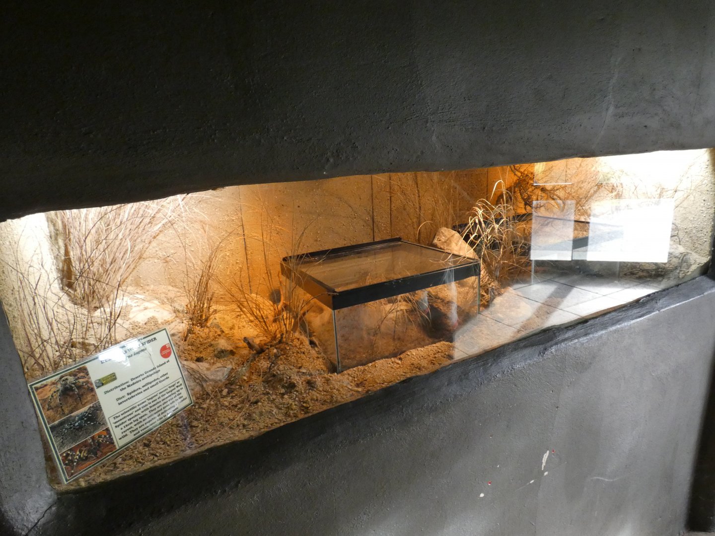 Desertas Wolf Spider enclosure