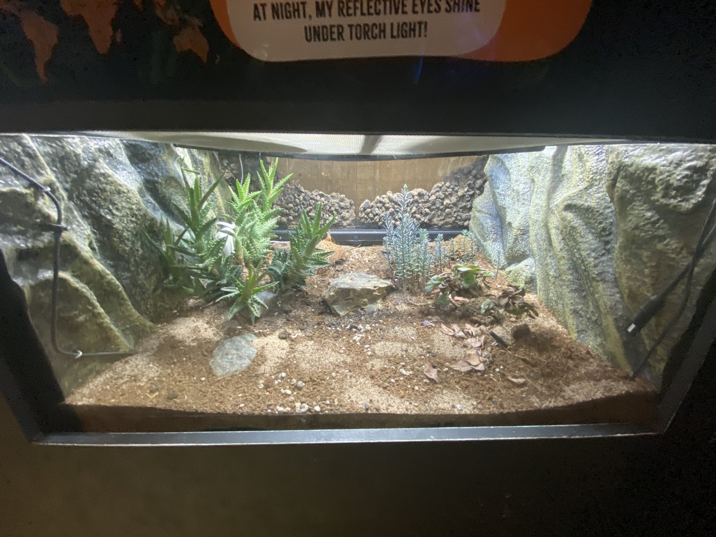 Desertas wolf spider exhibit