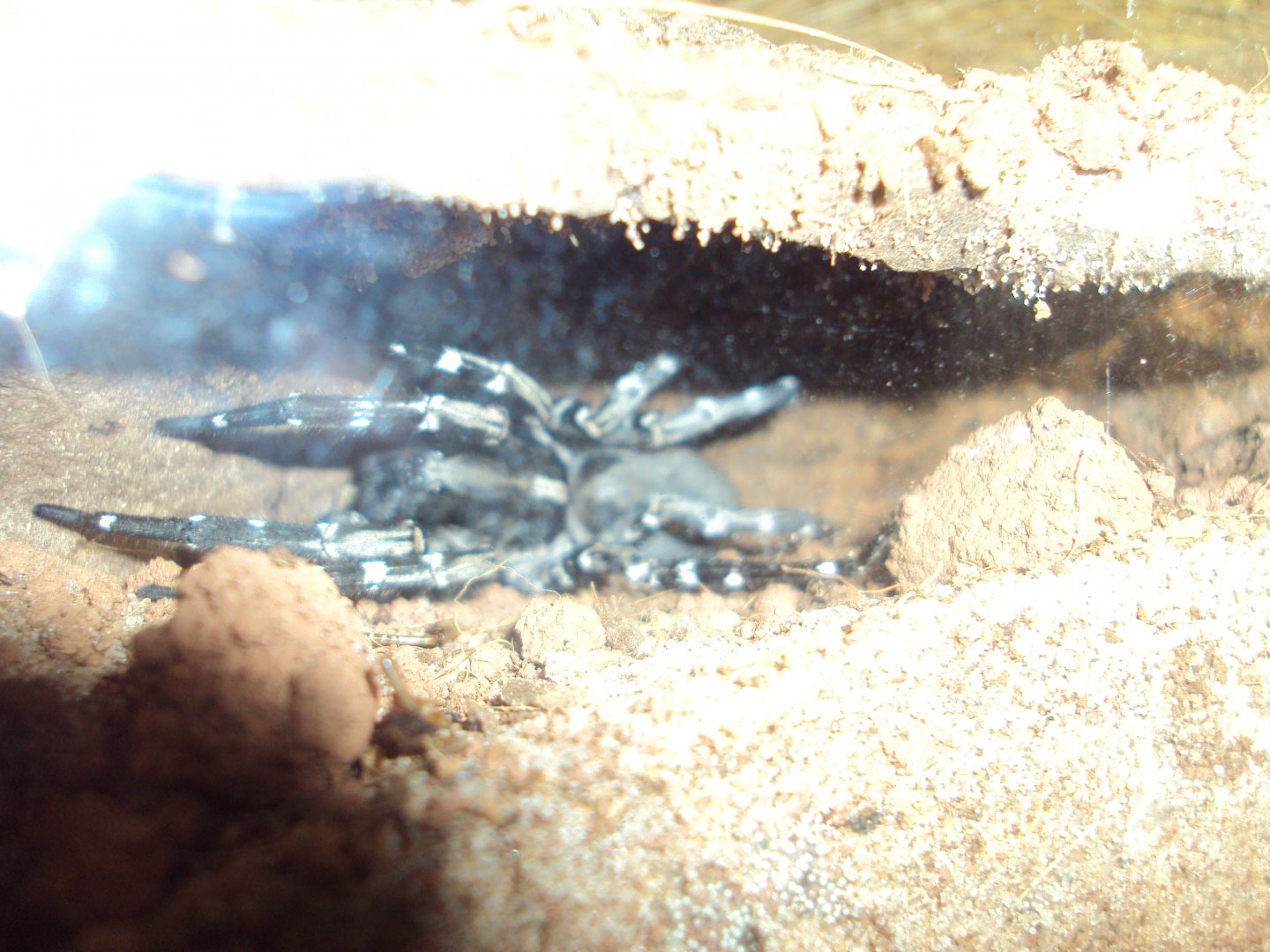 Desertas Wolf Spider (Hogna ingens) 27/12/2018