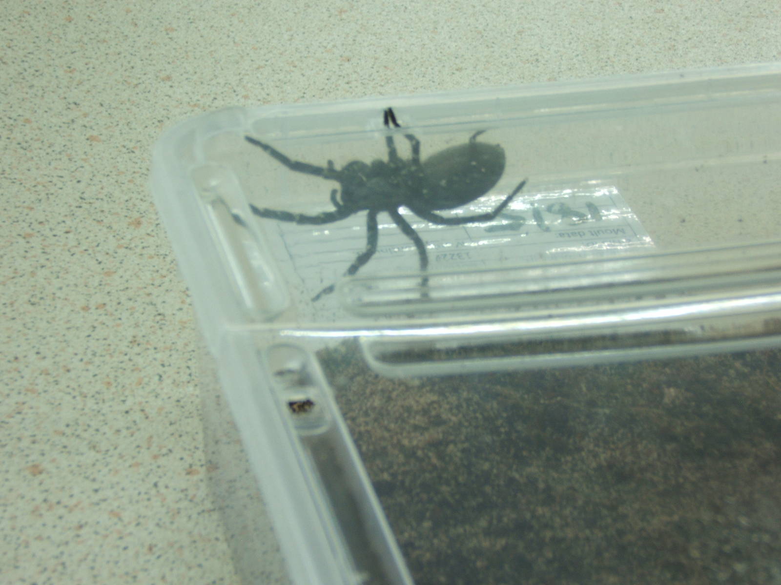 Desertas Wolf Spider