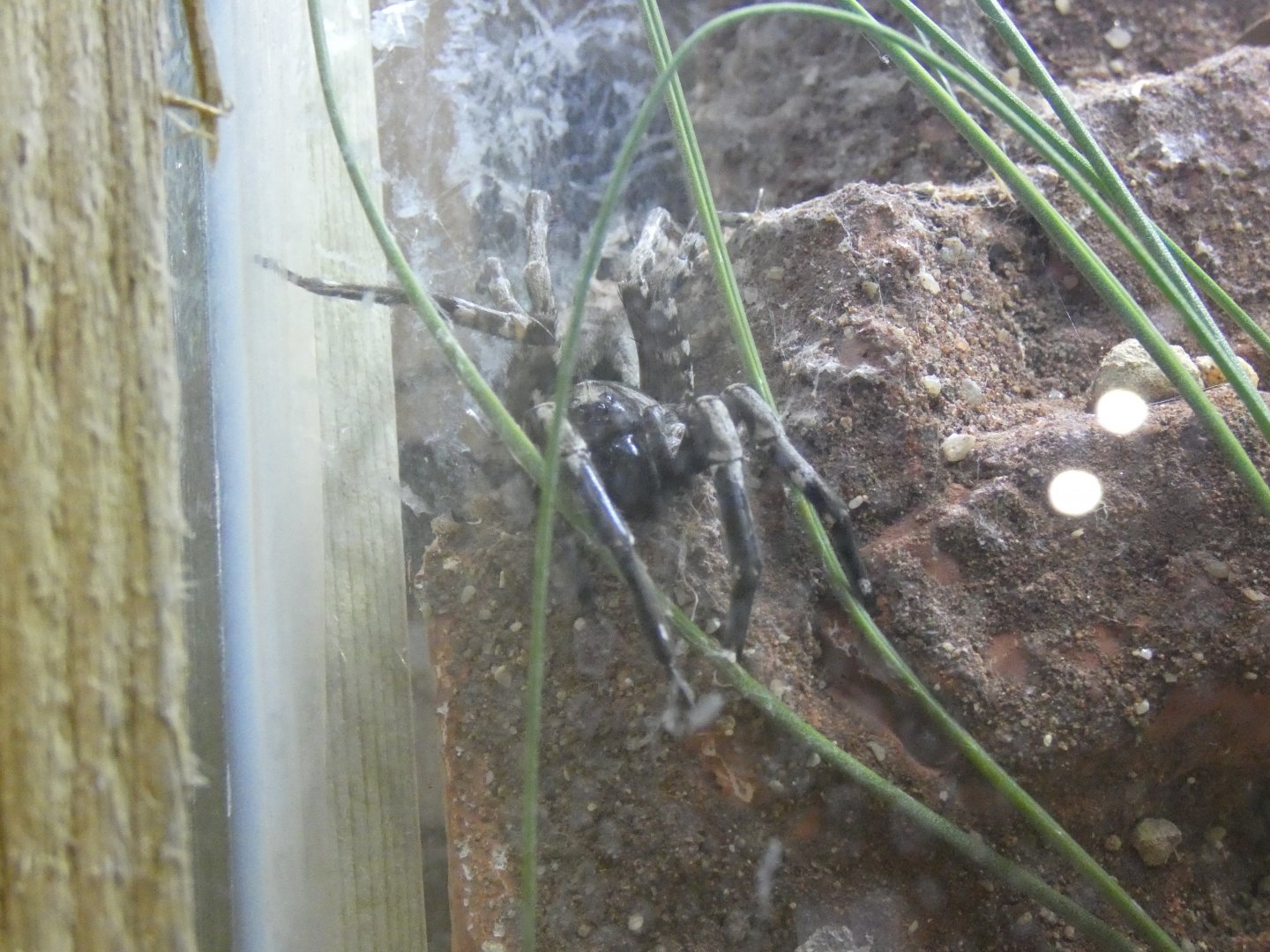 Desertas Wolf Spider