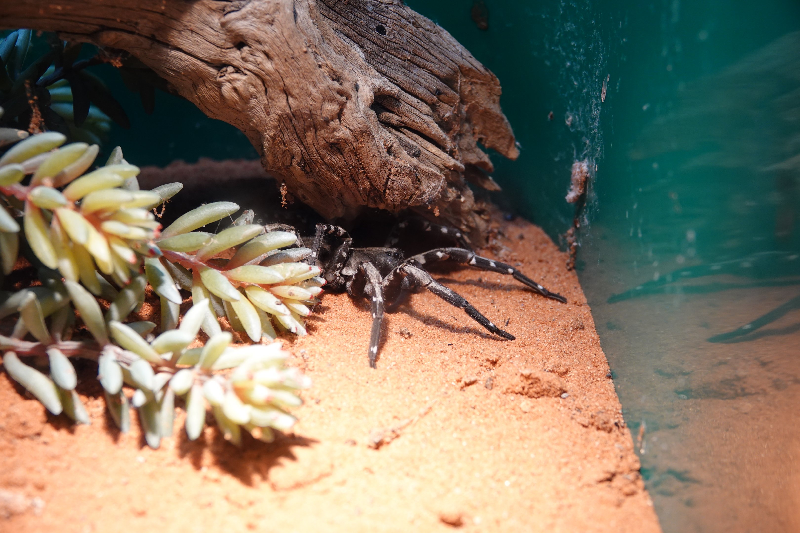 Desertas Wolf Spider