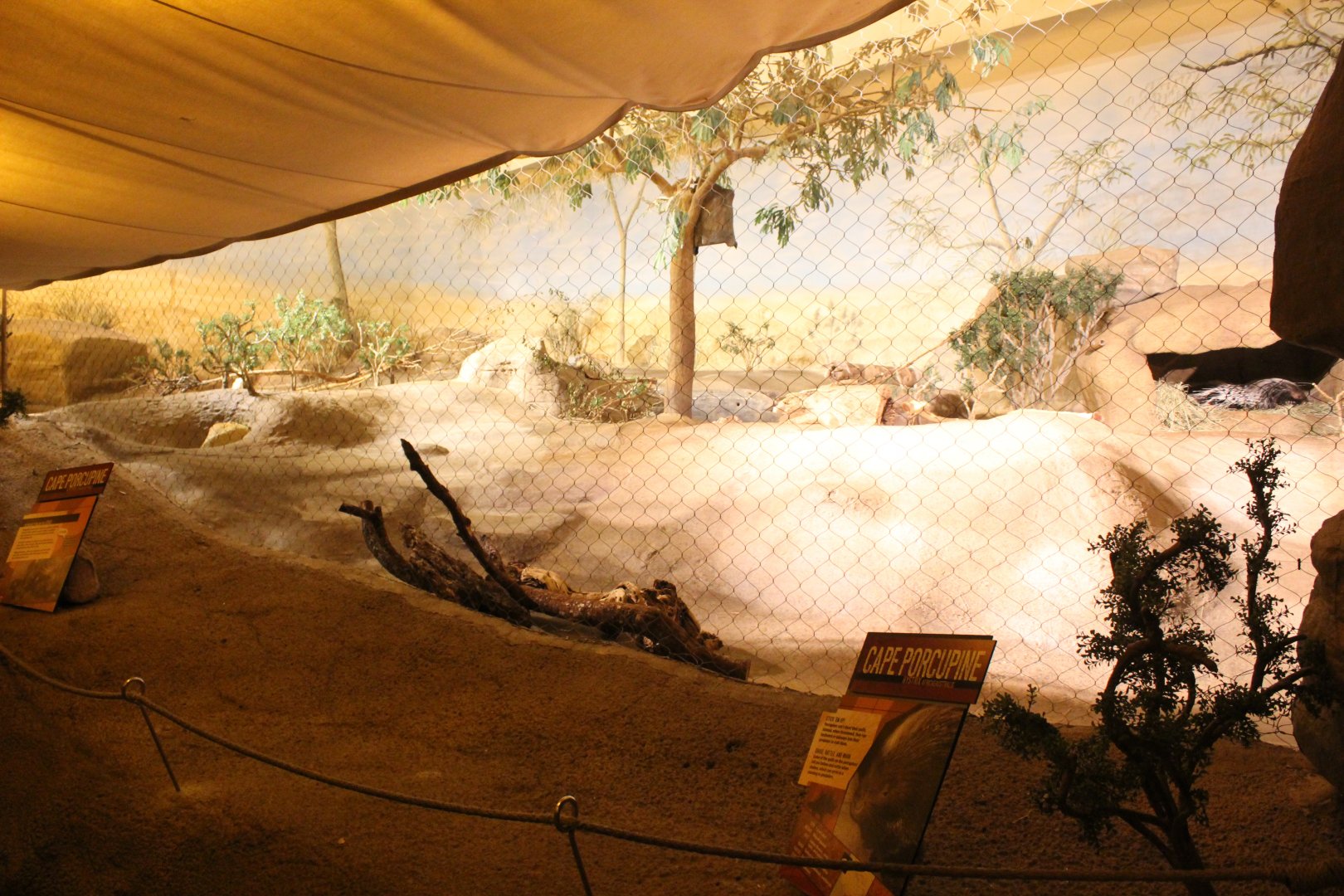 Deserts Edge - African Crested Porcupine Exhibit