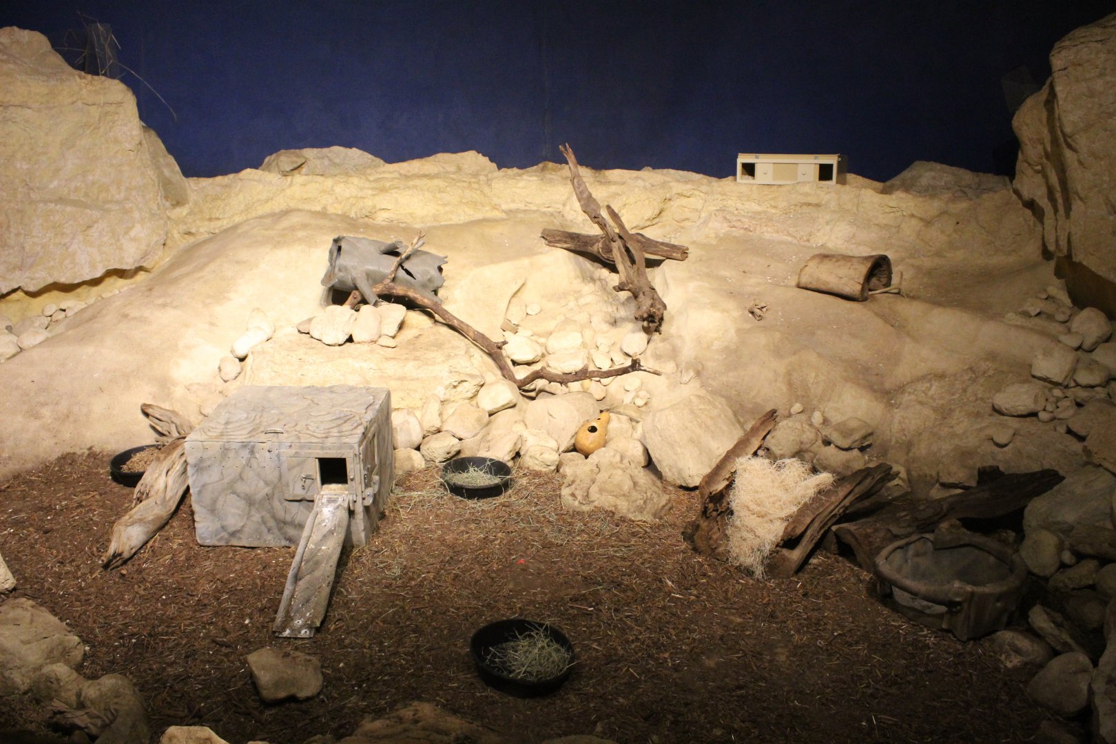 Deserts Edge - Bat-Eared Fox Exhibit