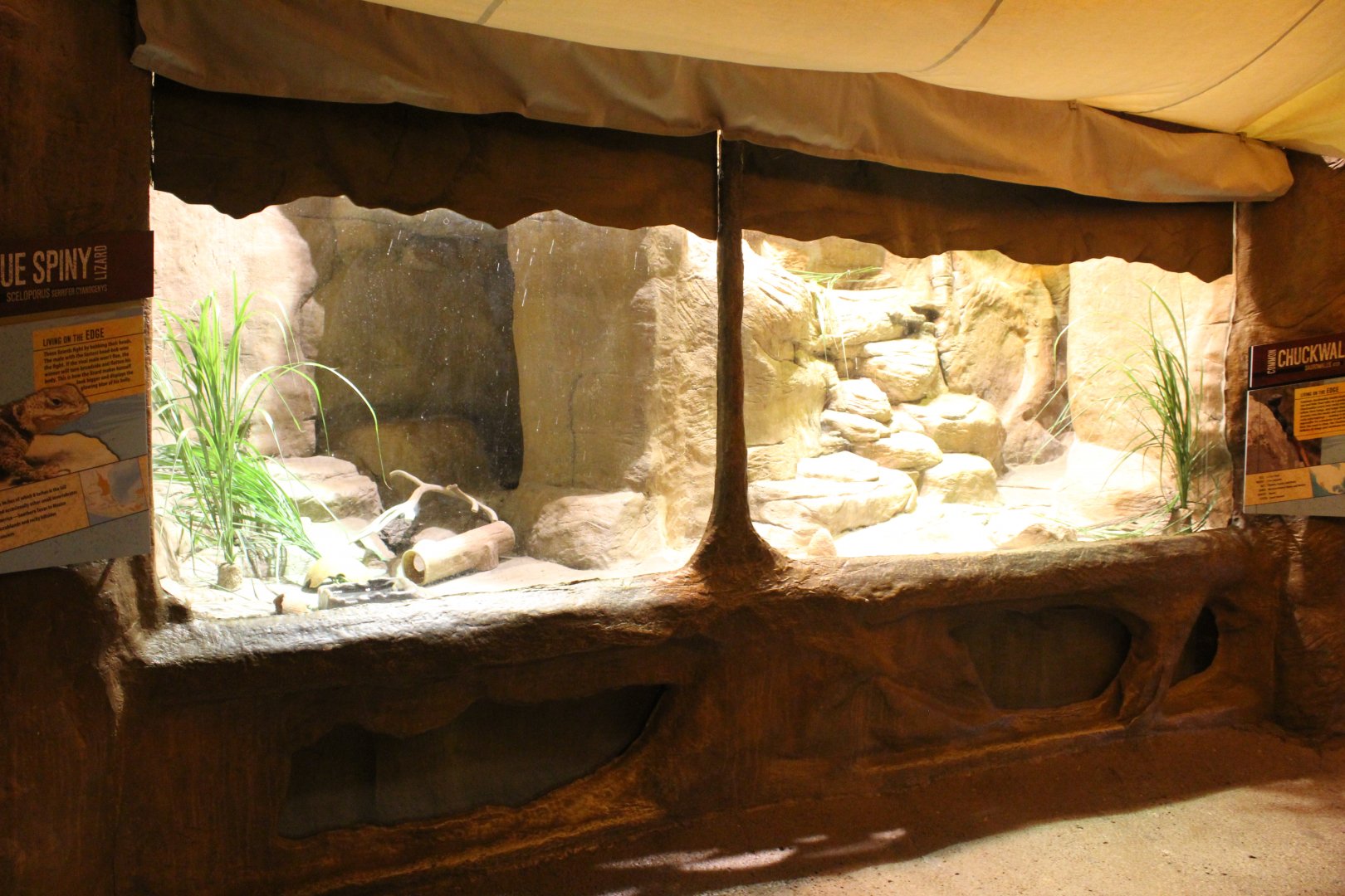Deserts Edge - Chuckwalla and Blue Spiny Lizard Exhibit