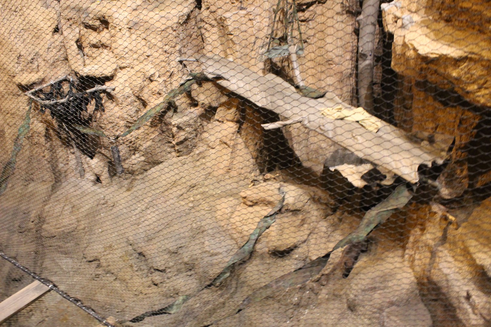 Deserts Edge - Coati Exhibit