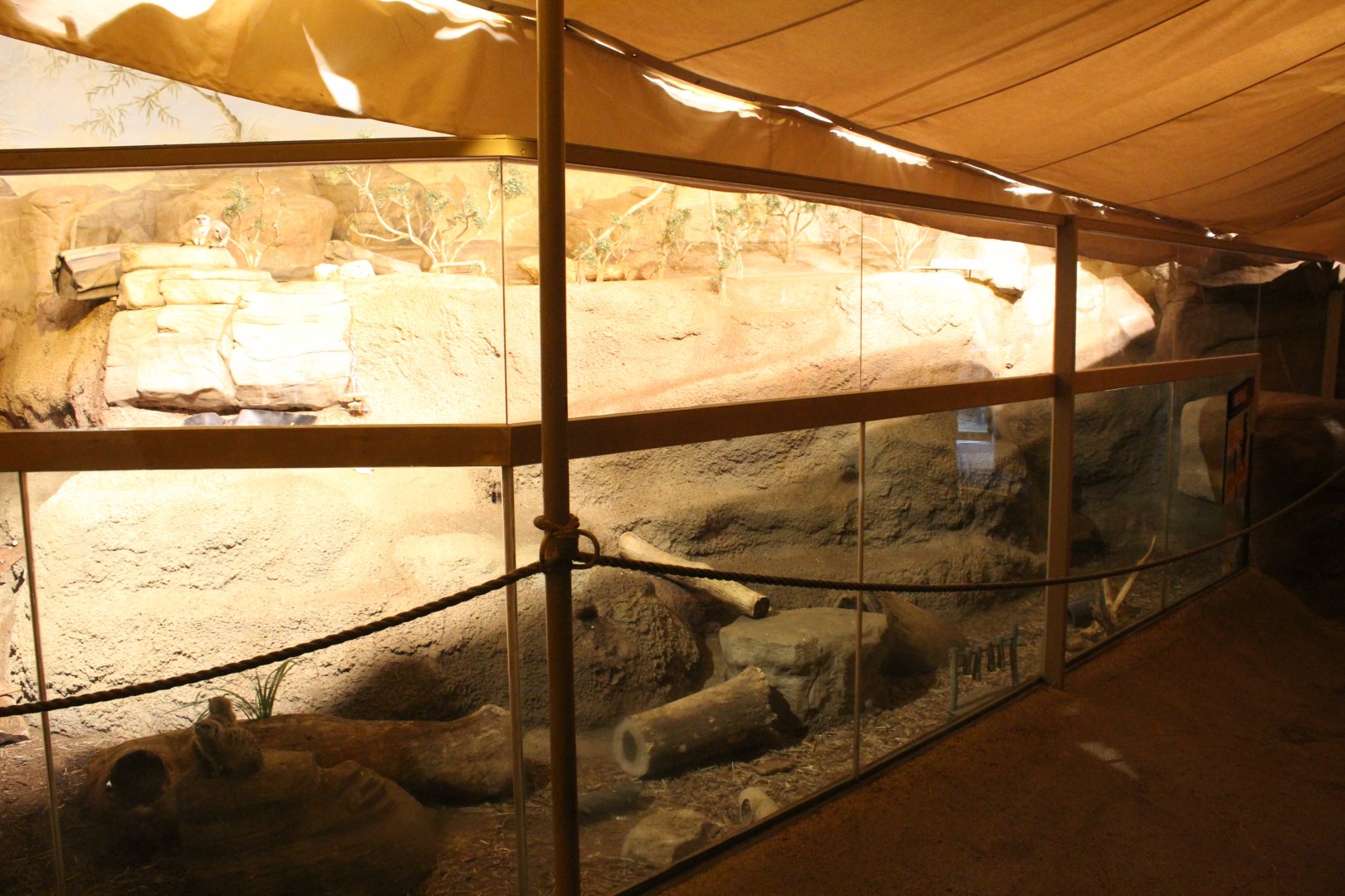 Deserts Edge - Meerkat Exhibit