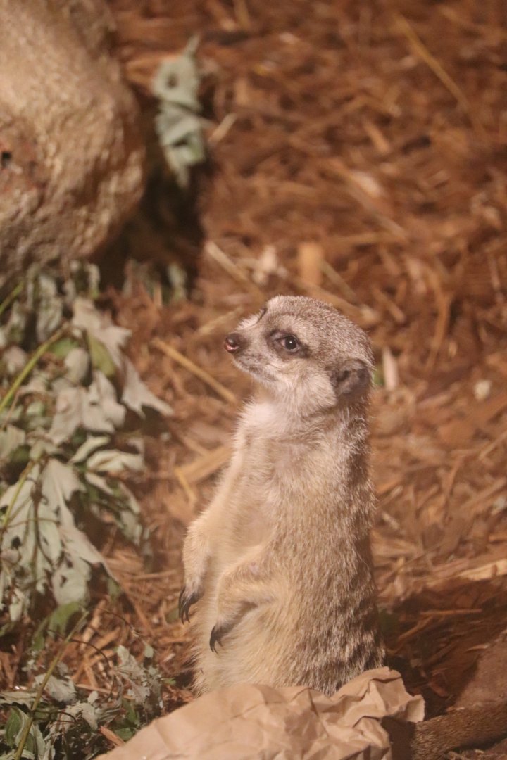 Deserts Edge - Meerkat
