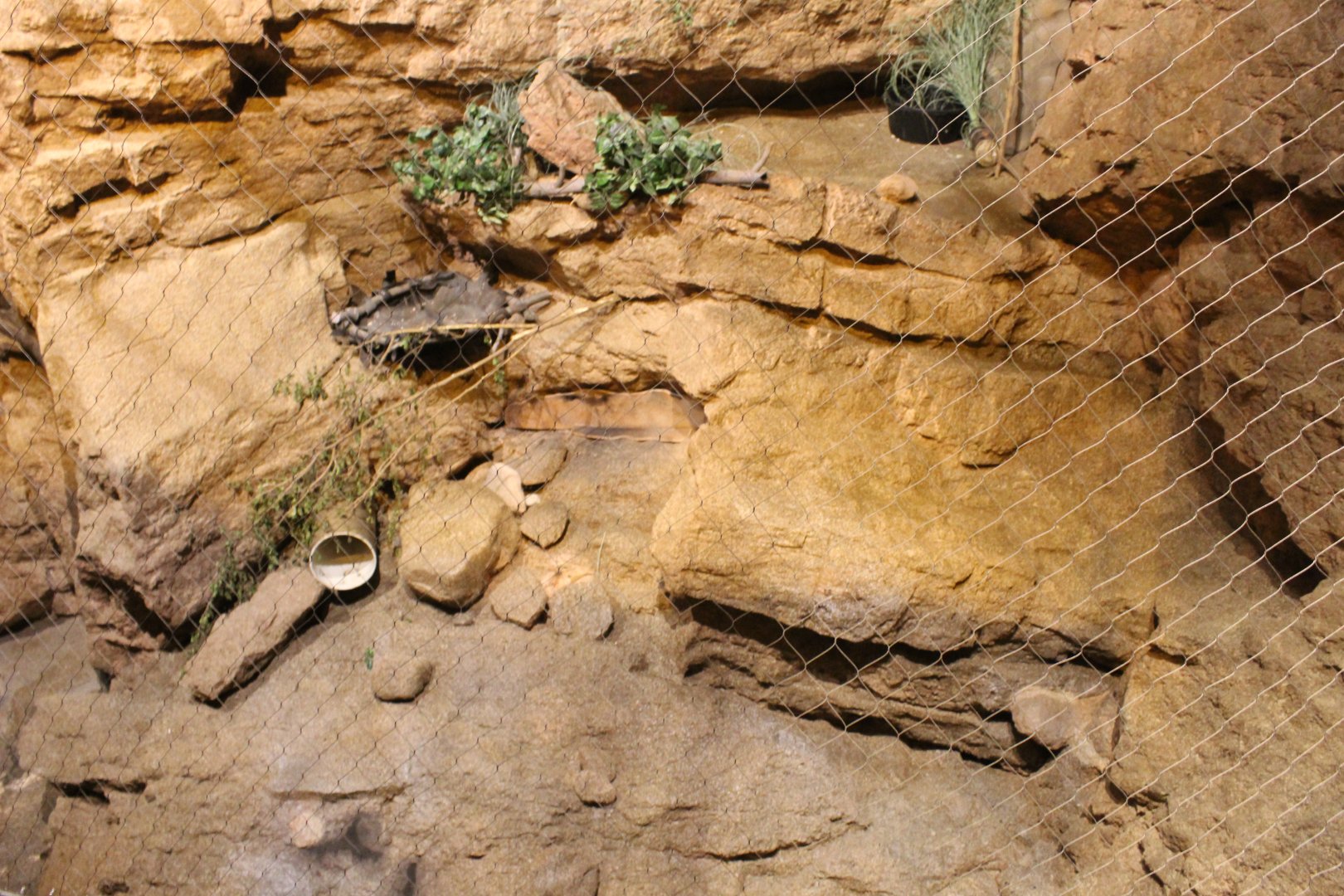 Deserts Edge - Ocelot Exhibit