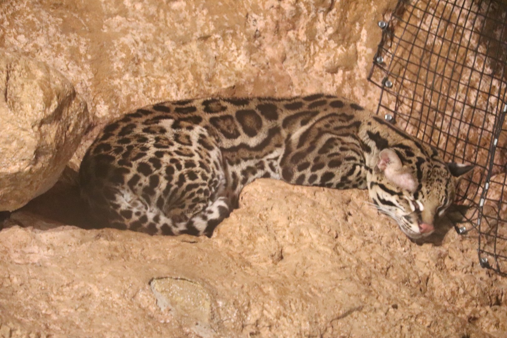 Deserts Edge - Ocelot