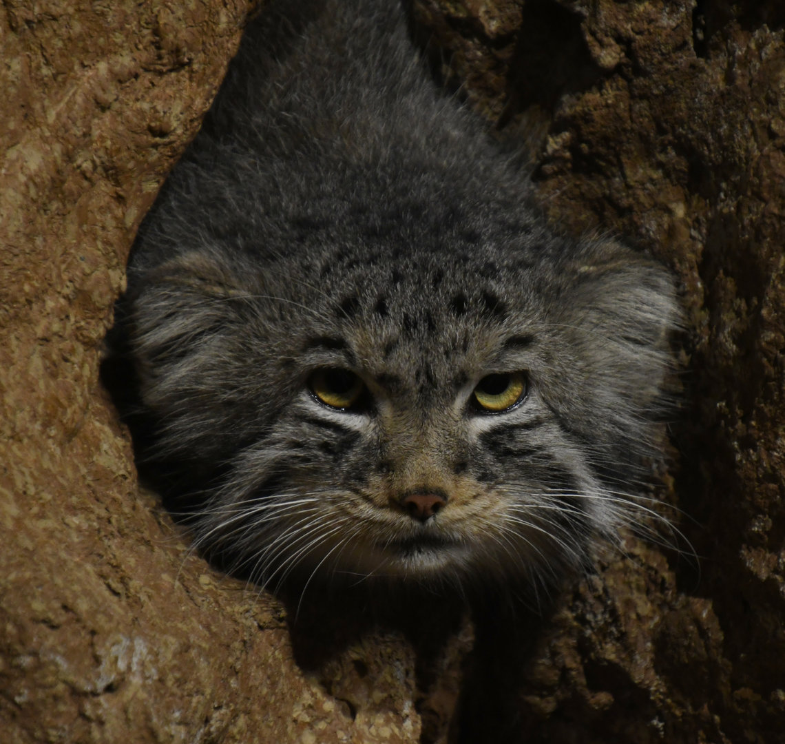 Desert's Edge - Pallas Cat
