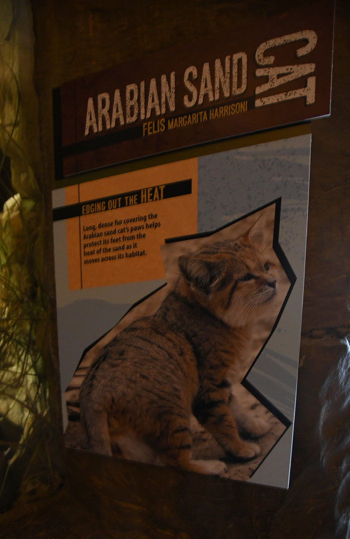 Desert's Edge - Sand cat signage