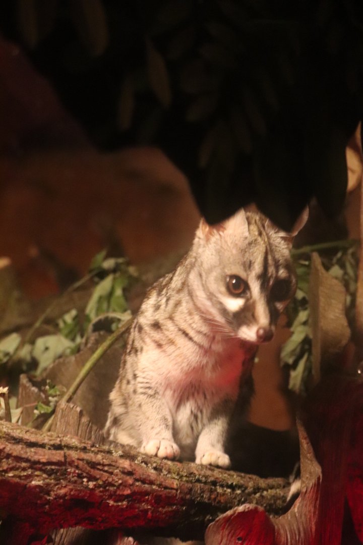 Deserts Edge - Small-Spotted Genet