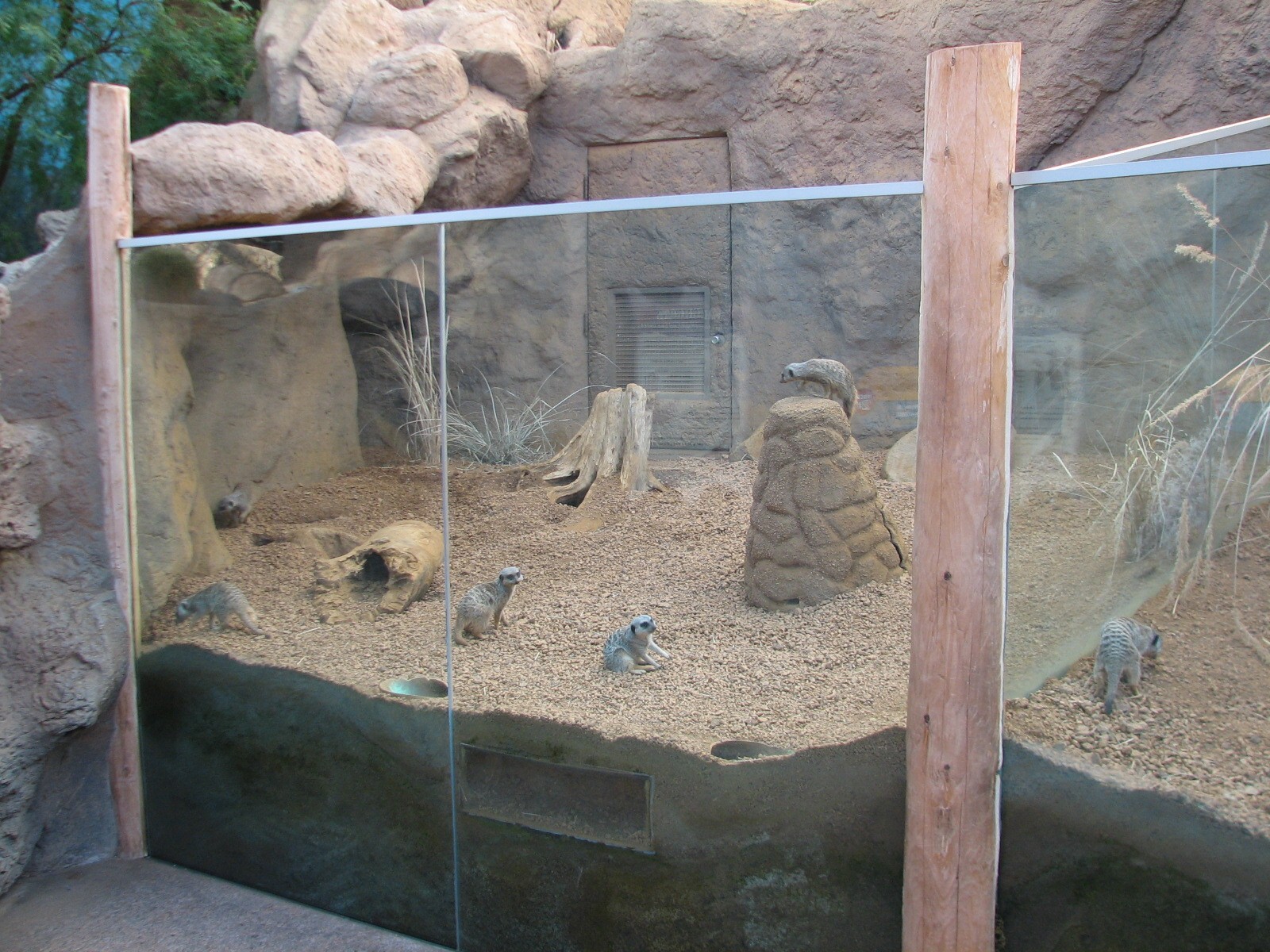 Deserts - Meerkat Exhibit