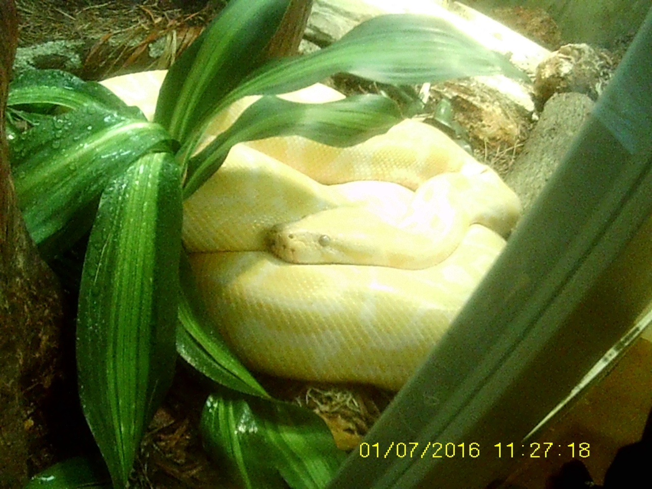Deserts - New! Extreme Snakes - White Burmese Python