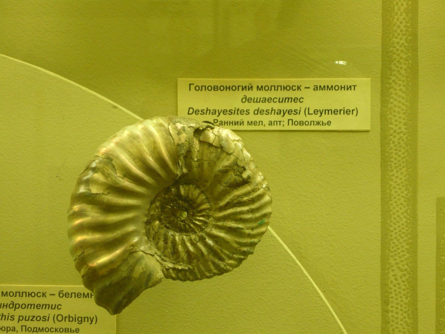 Deshayesites deshayesi