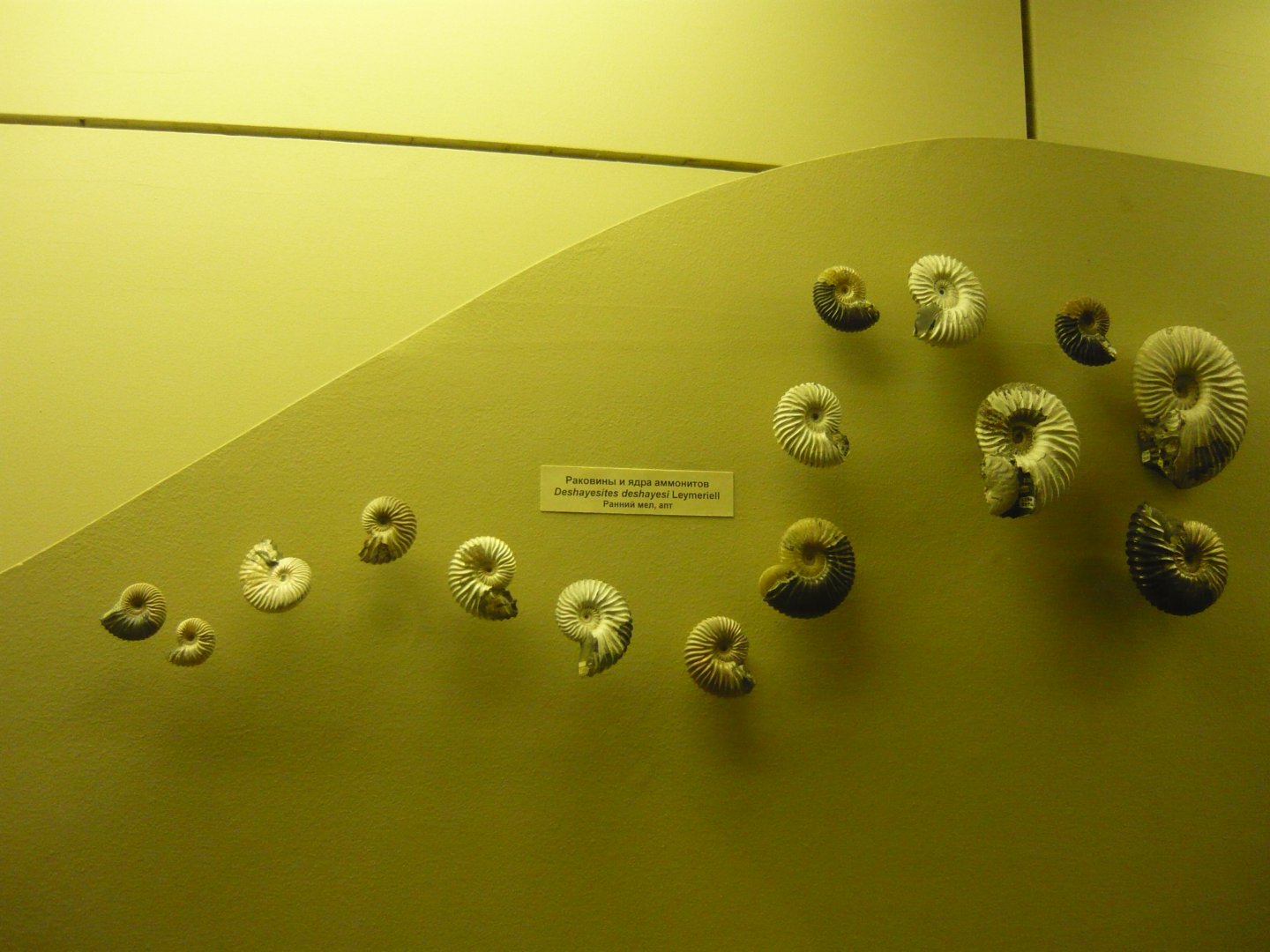 Deshayesites deshayesi