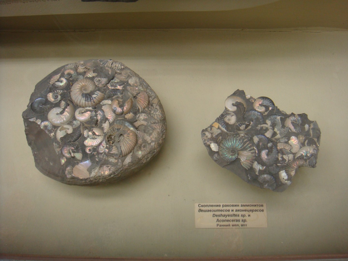 Deshayesites sp. and Aconoceras sp.