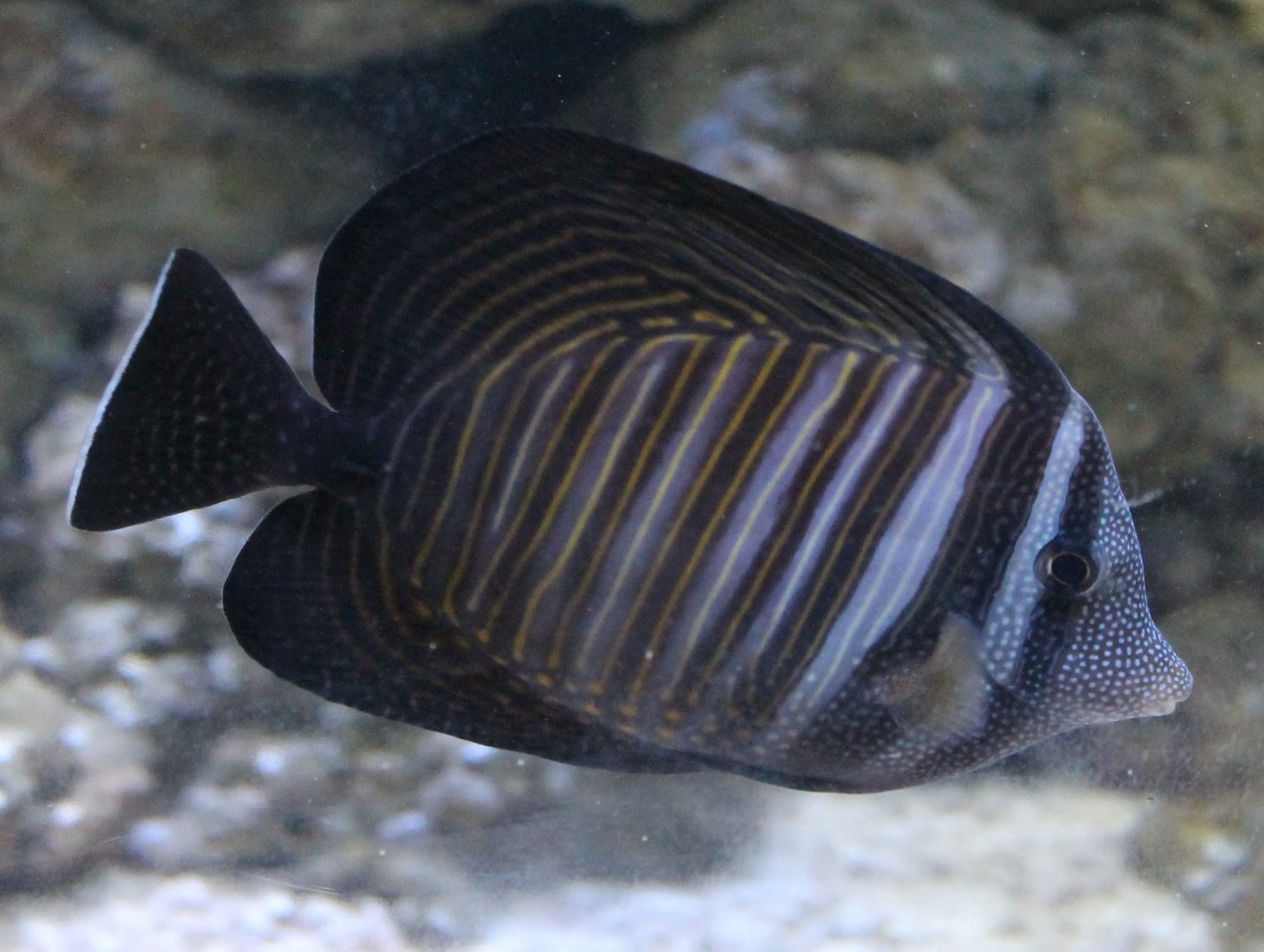 Desjardin sail-fin tang - Zebrasoma desjardinii