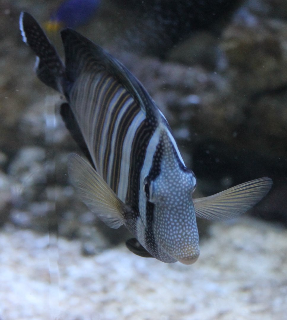 Desjardin sail-fin tang - Zebrasoma desjardinii