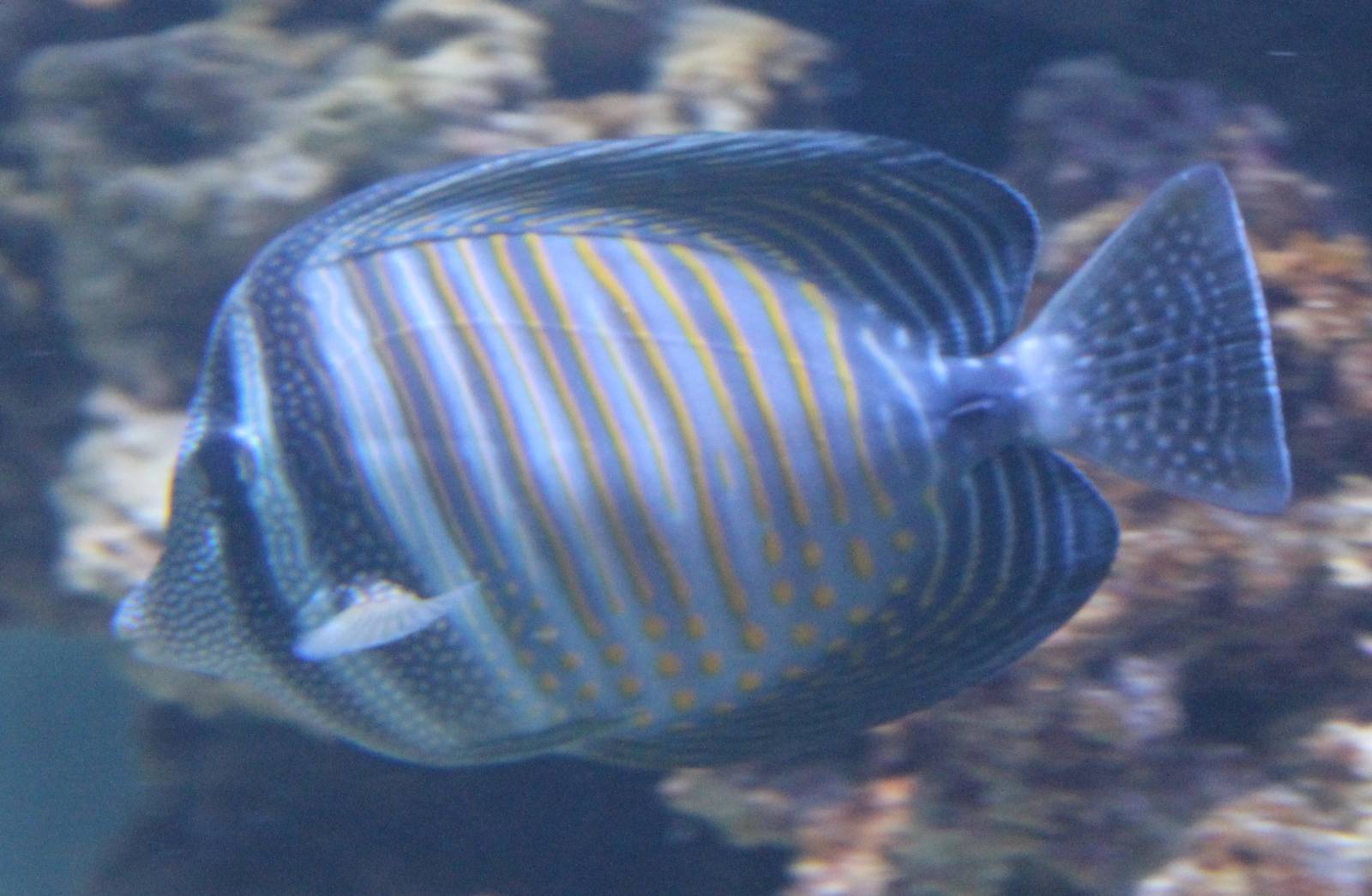 Desjardini Sailfin Tang (Zebrasoma desjardini)