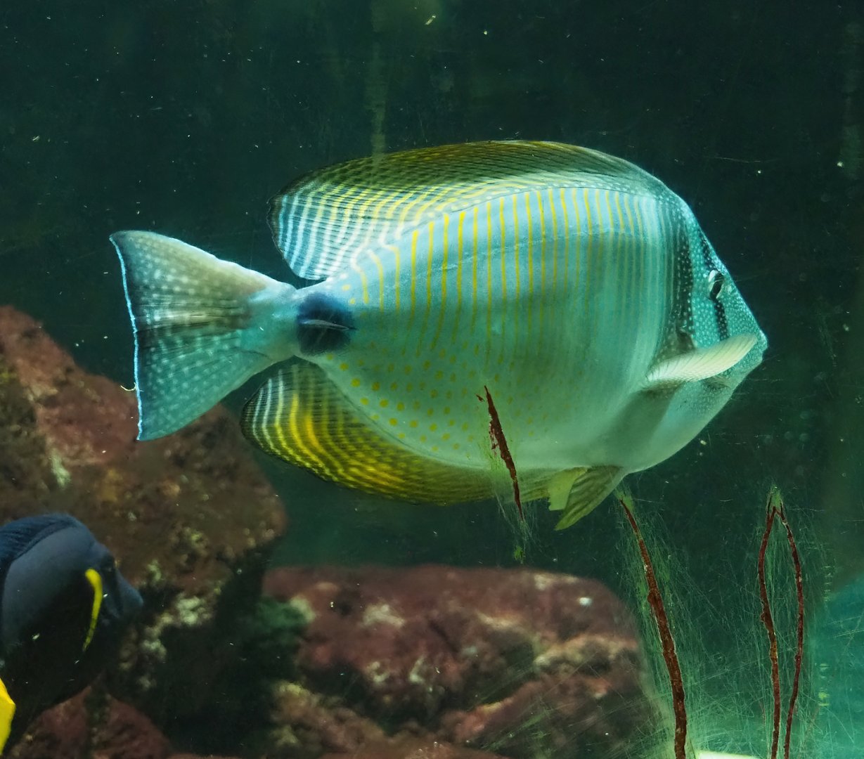 Desjardin's Sailfin Tang (Zebrasoma desjardinii), 2023-08-17